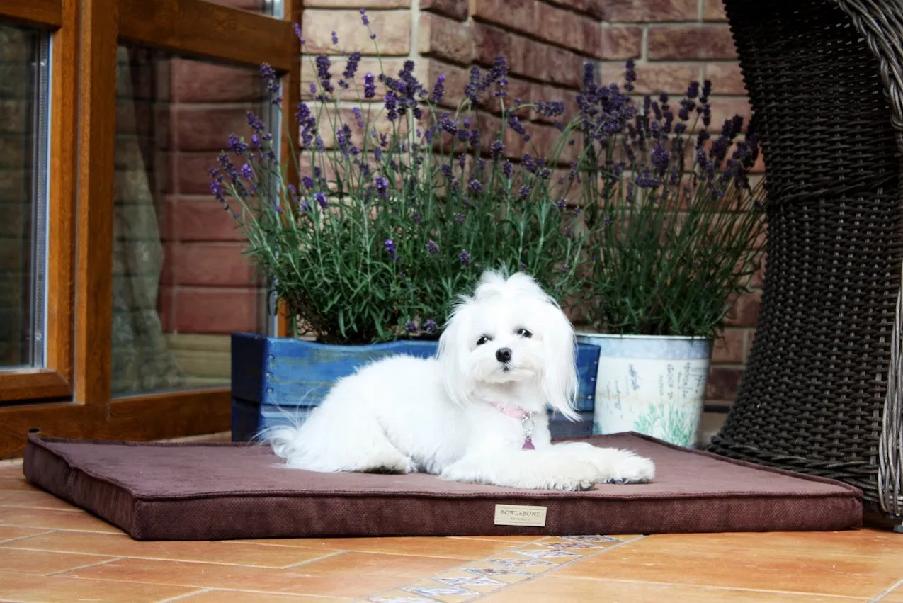 Bowl and Bone Chocolate Foam Dog Mat